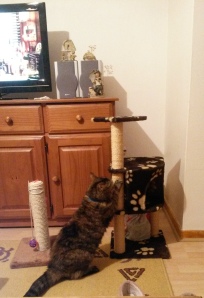 Cat and new scratching post~3