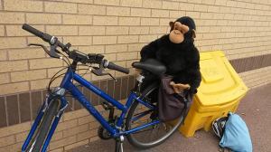 Ape on the bike